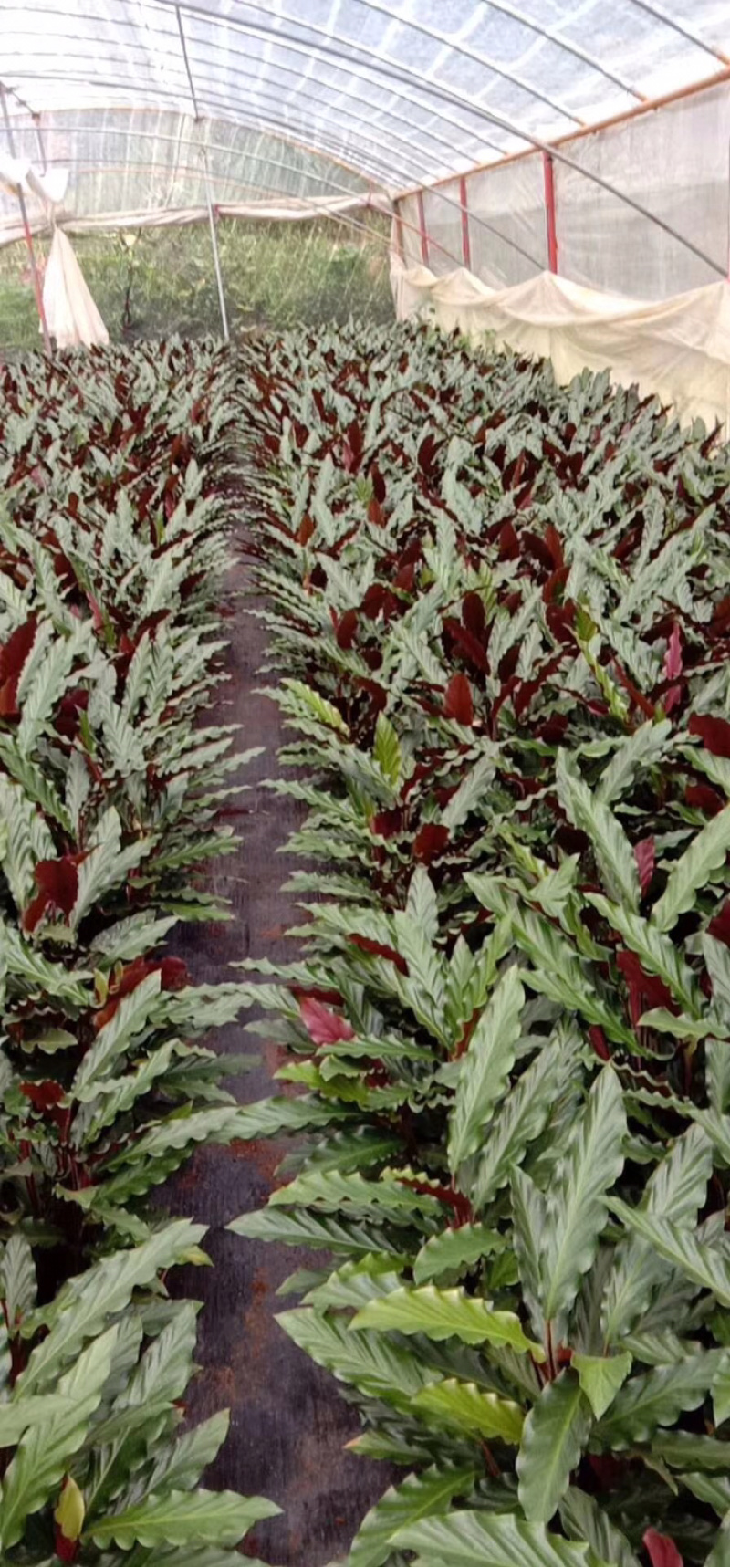 波浪紫背竹芋网红植物产地大棚现货直销批发一件起批