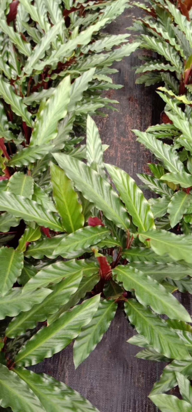 波浪紫背竹芋网红植物产地大棚现货直销批发一件起批