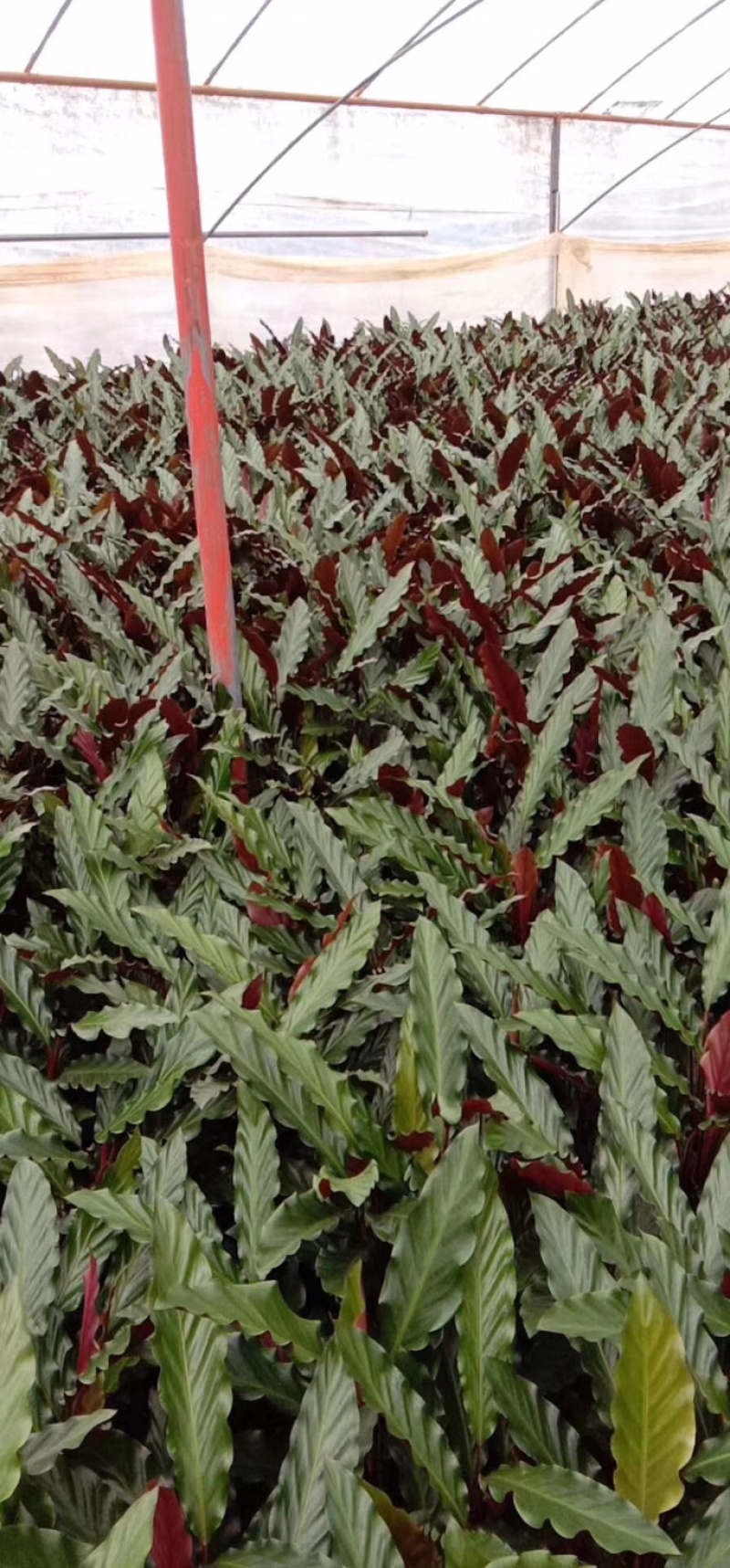 波浪紫背竹芋网红植物产地大棚现货直销批发一件起批