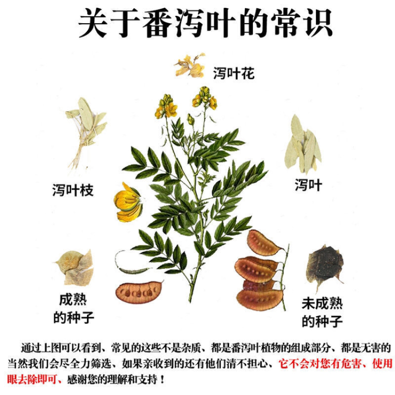 番泻叶一手货源产地直销