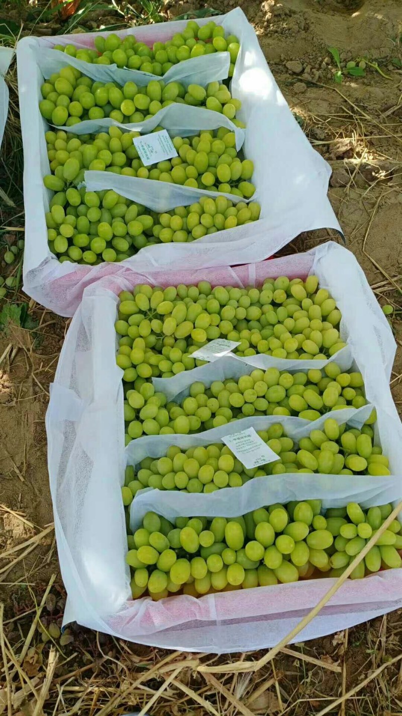 敦煌无核白葡萄熟啦！甜甜的美果等你来！大量出货，货源充足