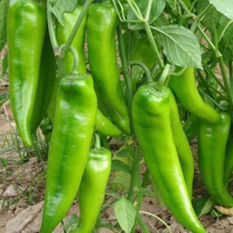 夏邑县万亩优质大棚巨无霸辣椒开始大量上市，