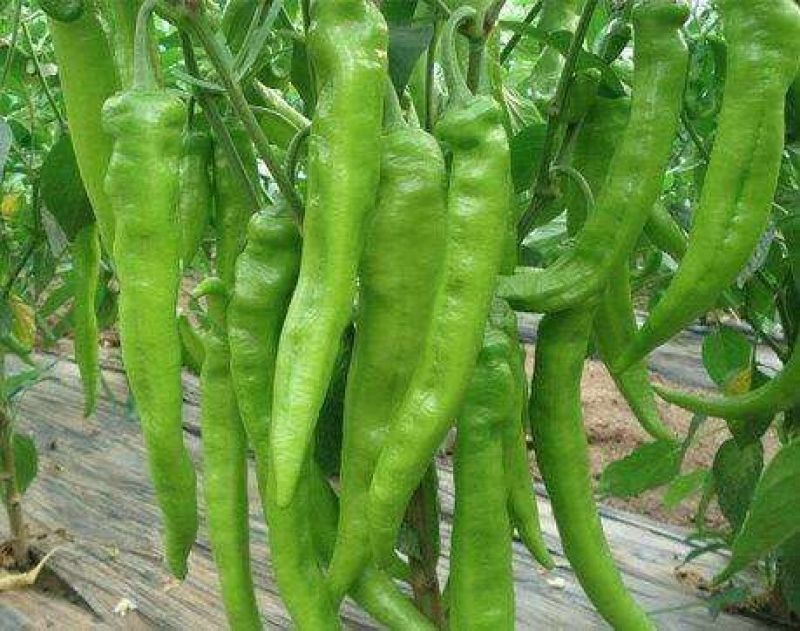 夏邑县万亩优质大棚巨无霸辣椒开始大量上市，