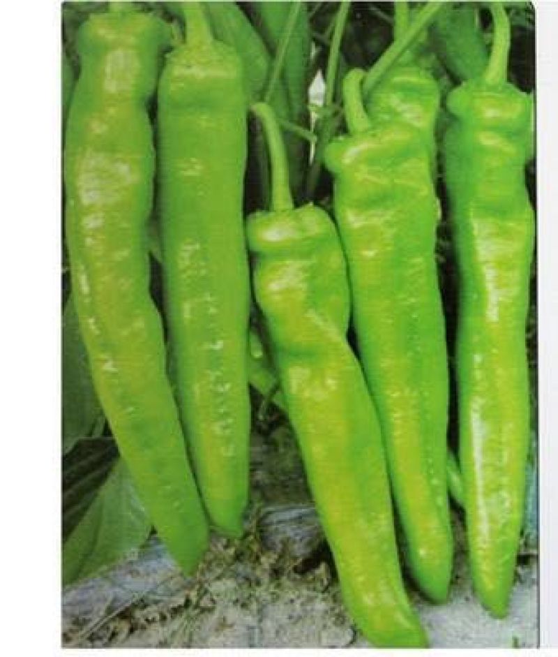 夏邑县万亩优质大棚巨无霸辣椒开始大量上市，