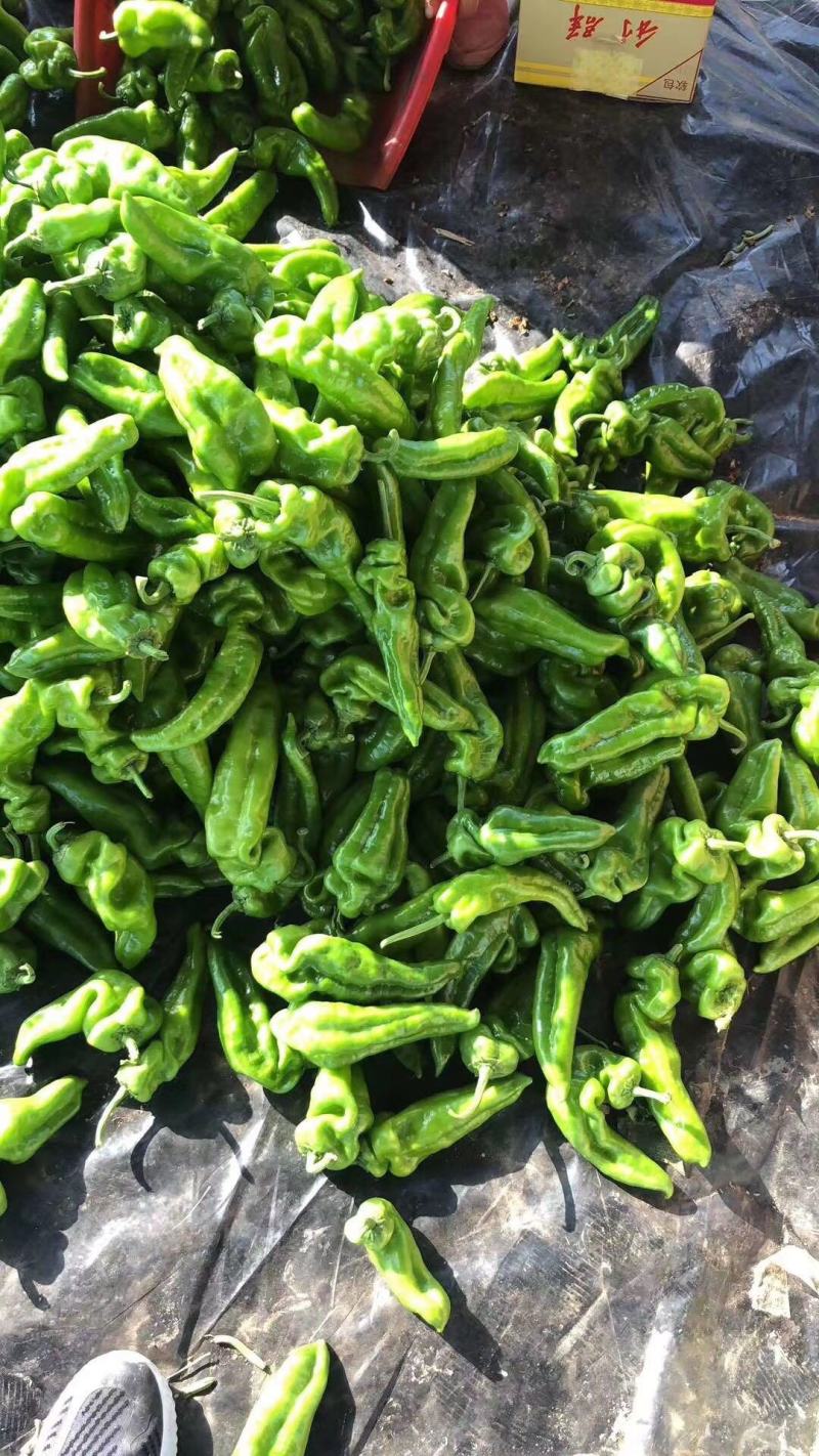 夏邑县万亩优质大棚巨无霸辣椒开始大量上市，