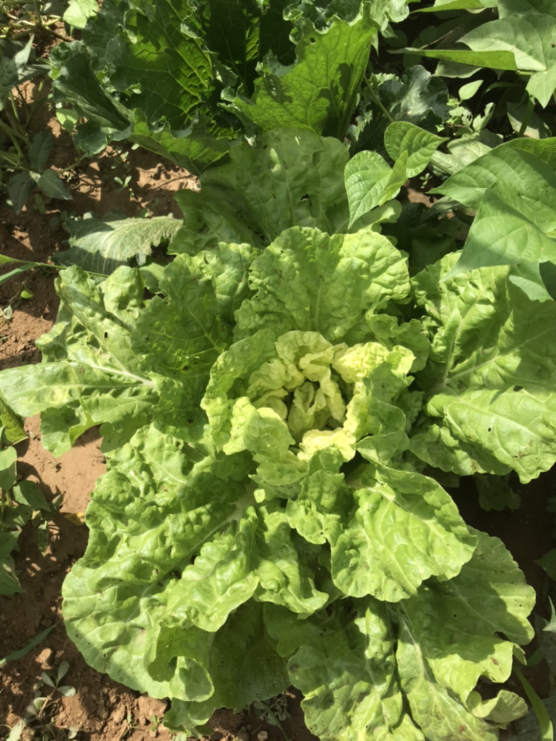 密云水库农庄纯绿色无公害蔬菜大白菜储存菜一件起售