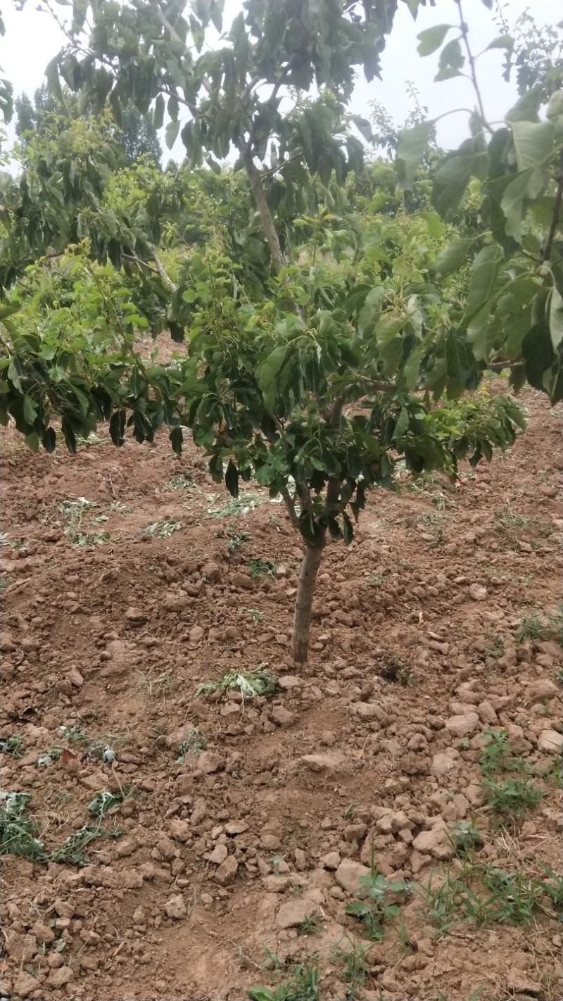 【山楂树】精品乔灌木基地直供，规格齐全，提供技术指导