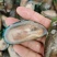 活冻青口贝贻贝青绿翡翠半壳冷冻海鲜淡菜无沙贝壳