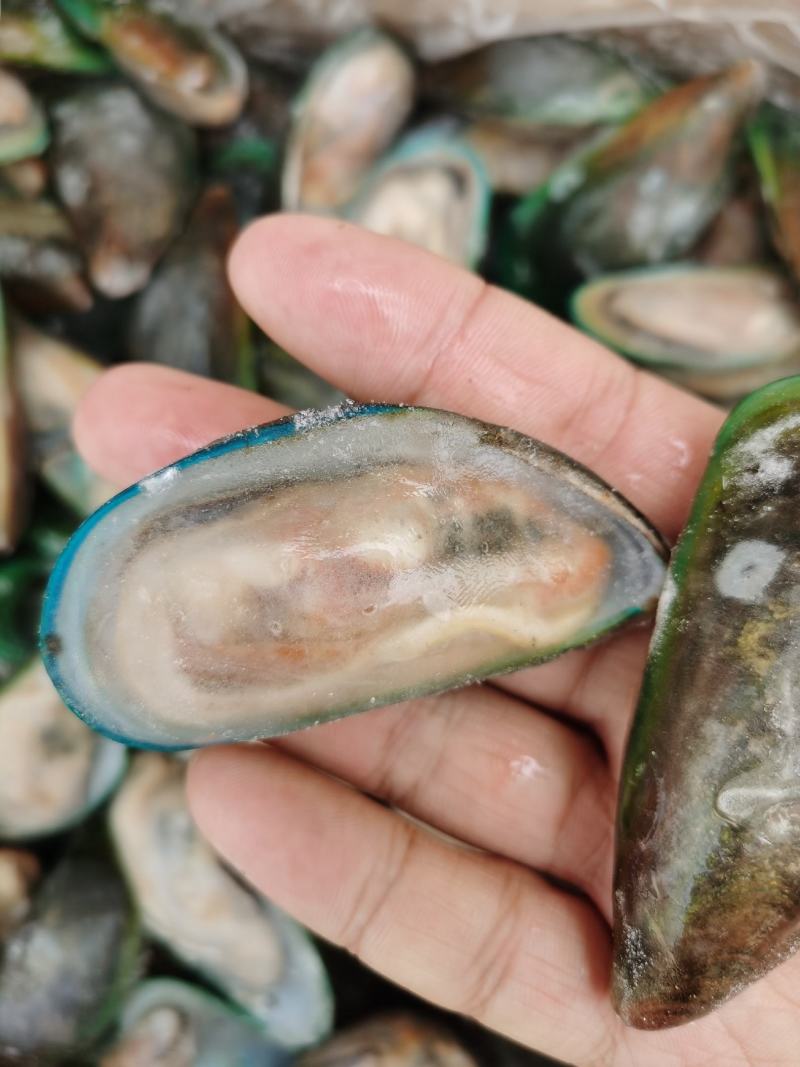 活冻青口贝贻贝青绿翡翠半壳冷冻海鲜淡菜无沙贝壳