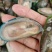 活冻青口贝贻贝青绿翡翠半壳冷冻海鲜淡菜无沙贝壳