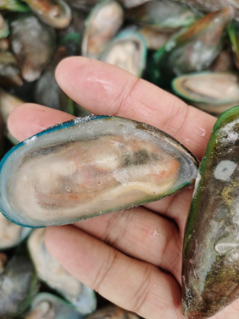 活冻青口贝贻贝青绿翡翠半壳冷冻海鲜淡菜无沙贝壳