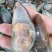 活冻青口贝贻贝青绿翡翠半壳冷冻海鲜淡菜无沙贝壳