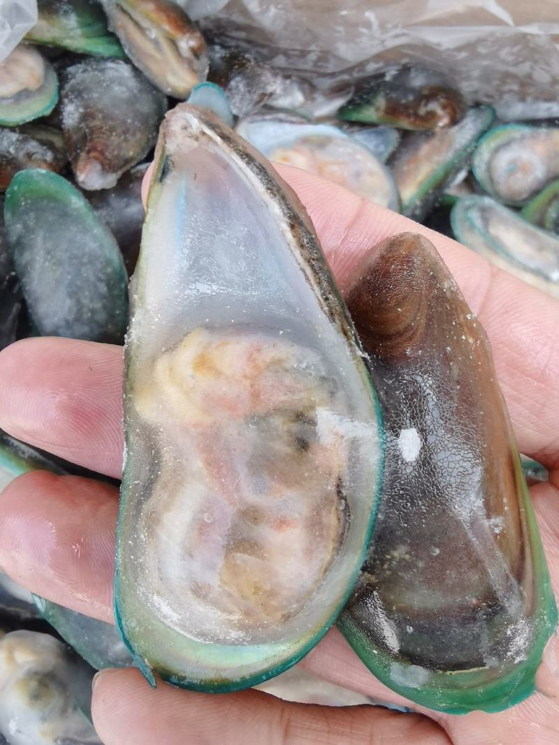 活冻青口贝贻贝青绿翡翠半壳冷冻海鲜淡菜无沙贝壳
