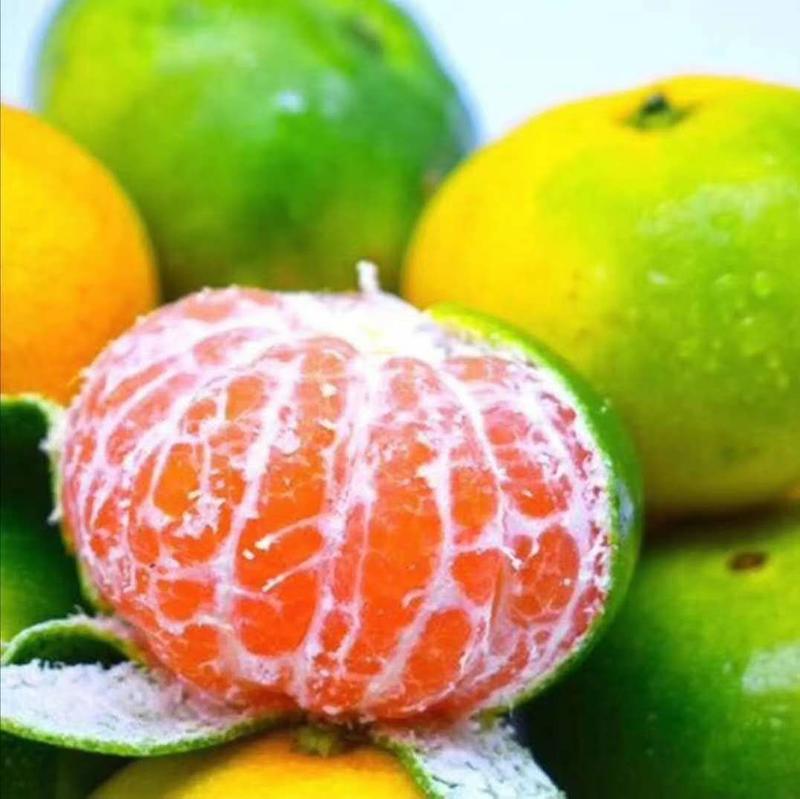 精品蜜橘大量上市诚信供应产地看货收货一手货源