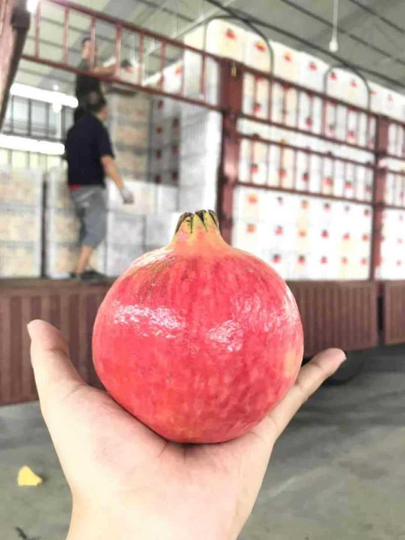 【支持一件代发】突尼斯软籽石榴，香甜可口，夏季佳品！