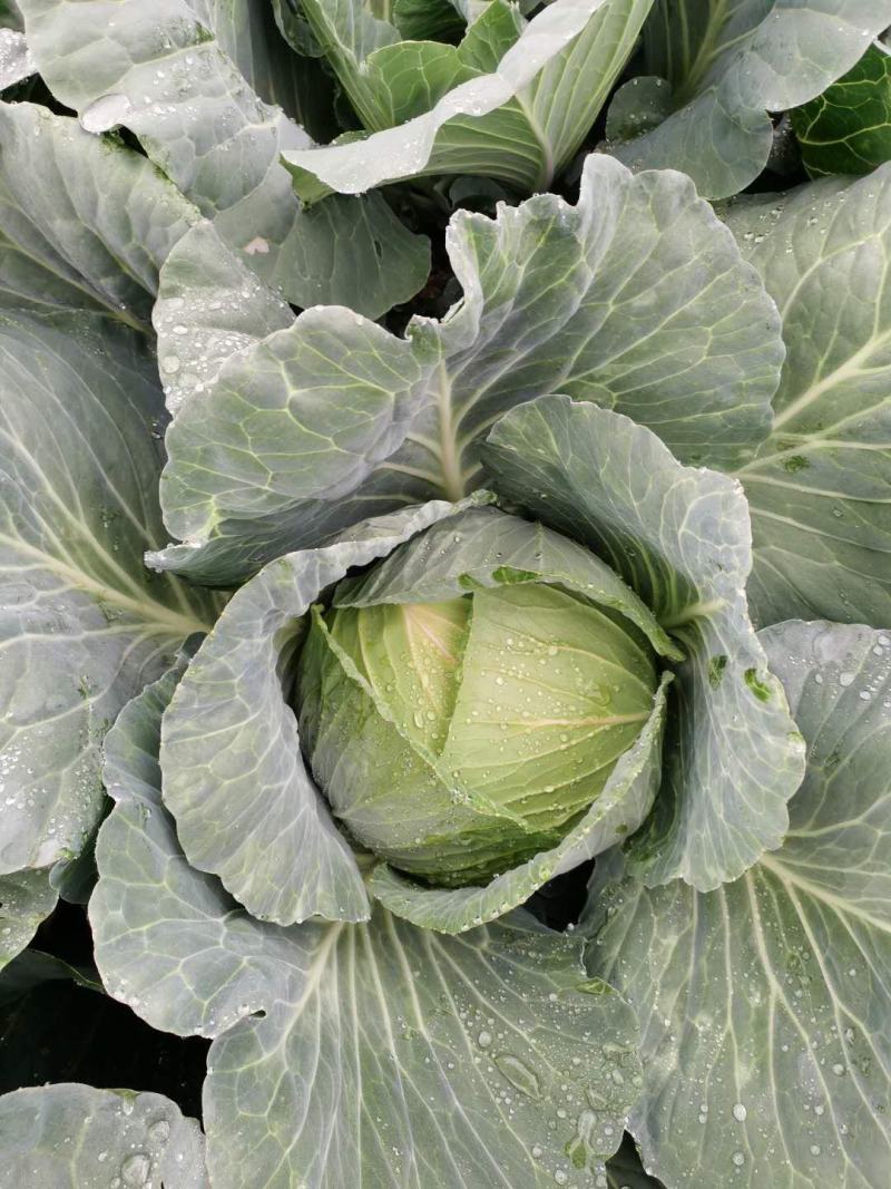 精品扁包菜，高原夏菜，冷凉地区，量大从优