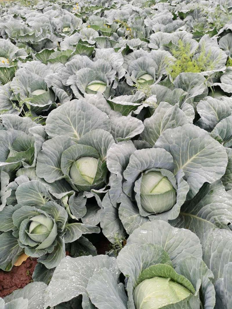 精品扁包菜，高原夏菜，冷凉地区，量大从优