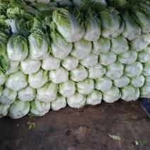 张龙大蒜种植合作社，白菜大量上市