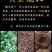 【糯米香·普洱小沱】古树熟茶，冰岛普洱。批发价：85/斤