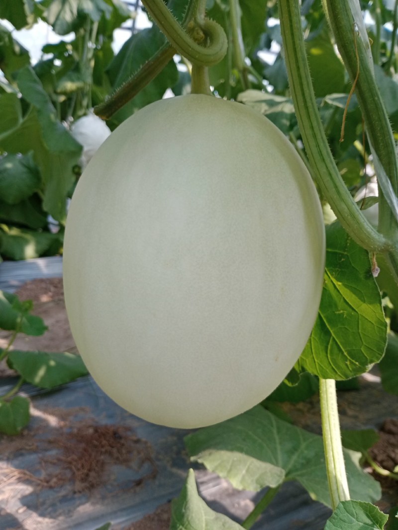 玉菇密瓜，脆甜，对外批发，，