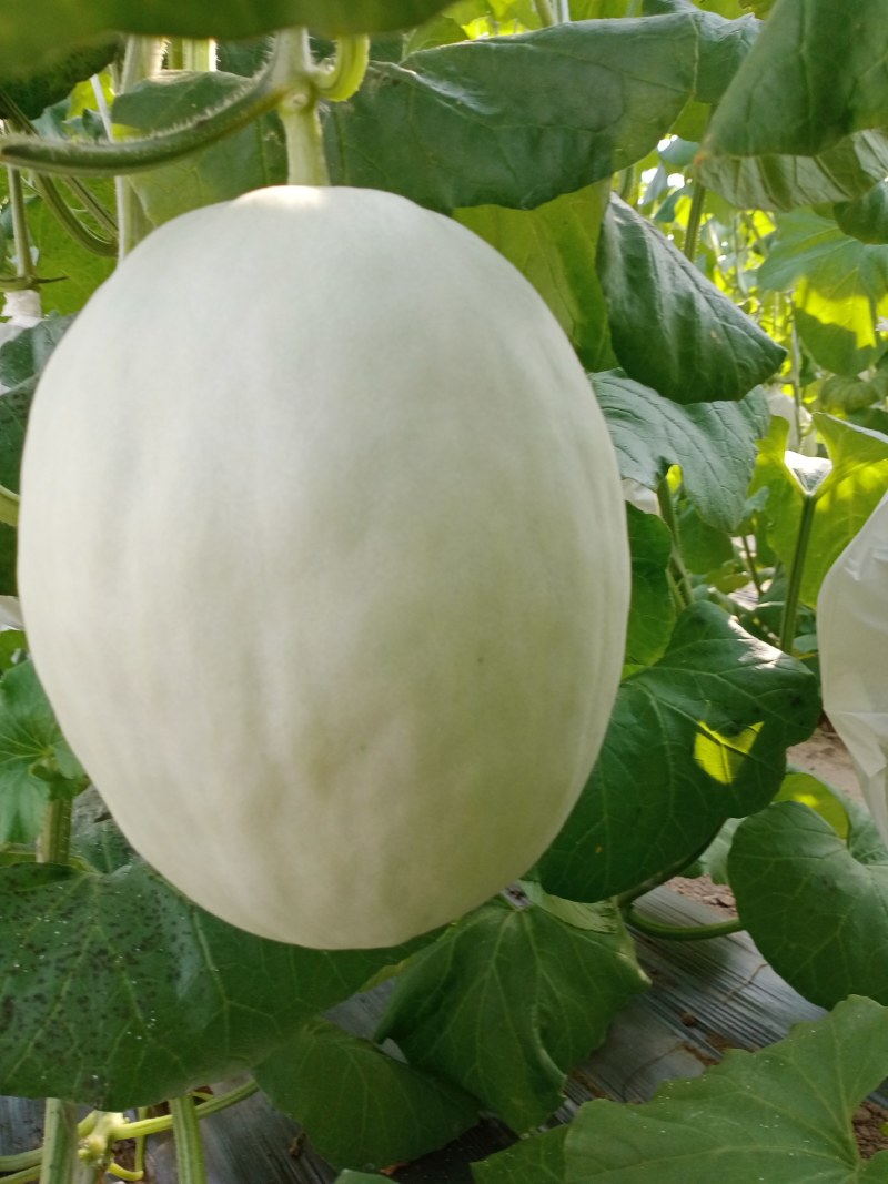 玉菇密瓜，脆甜，对外批发，，