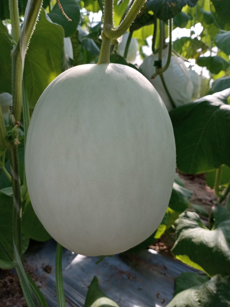 玉菇密瓜，脆甜，对外批发，，