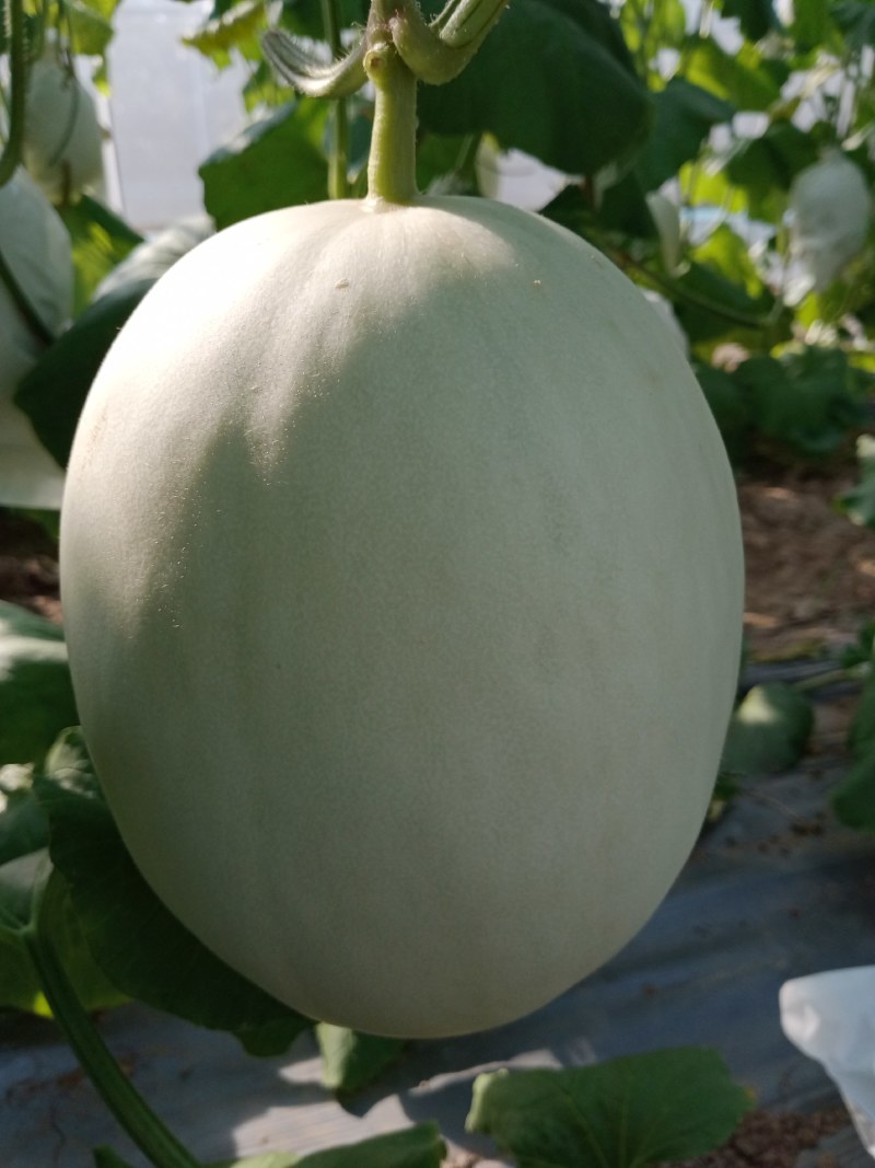 玉菇密瓜，脆甜，对外批发，，