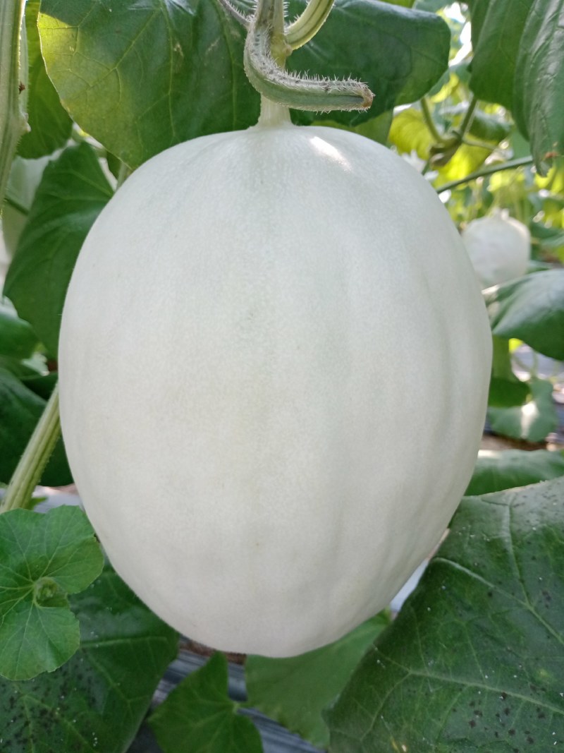 玉菇密瓜，脆甜，对外批发，，