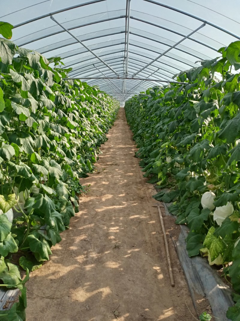玉菇密瓜，脆甜，对外批发，，