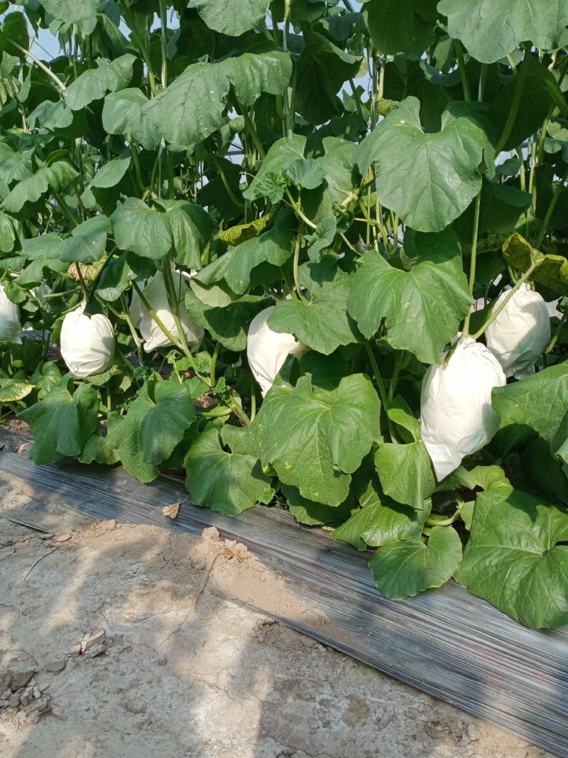 玉菇密瓜，脆甜，对外批发，，