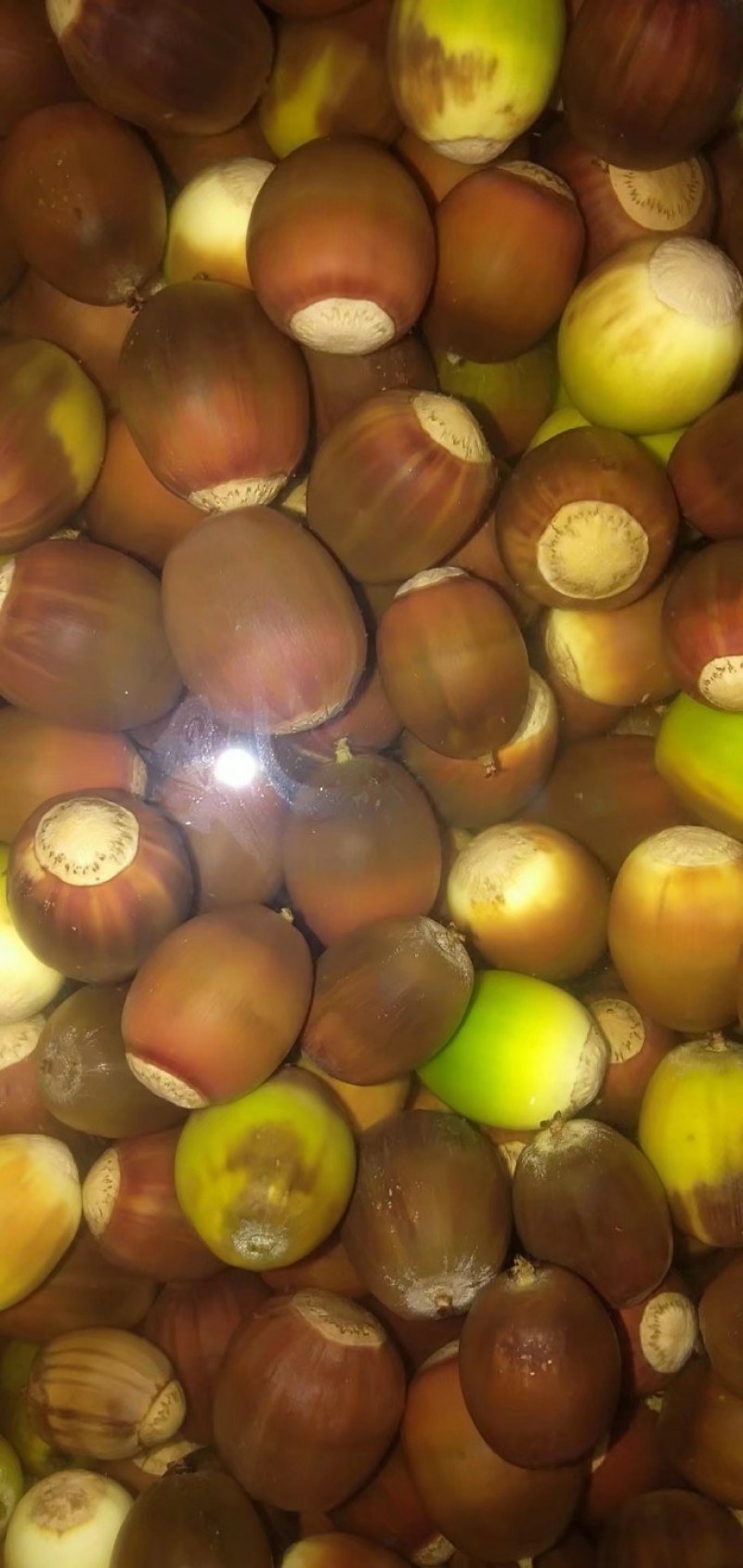 收售橡子，橡子仁，橡子帽供应蒙古栎种子及提供种植技术