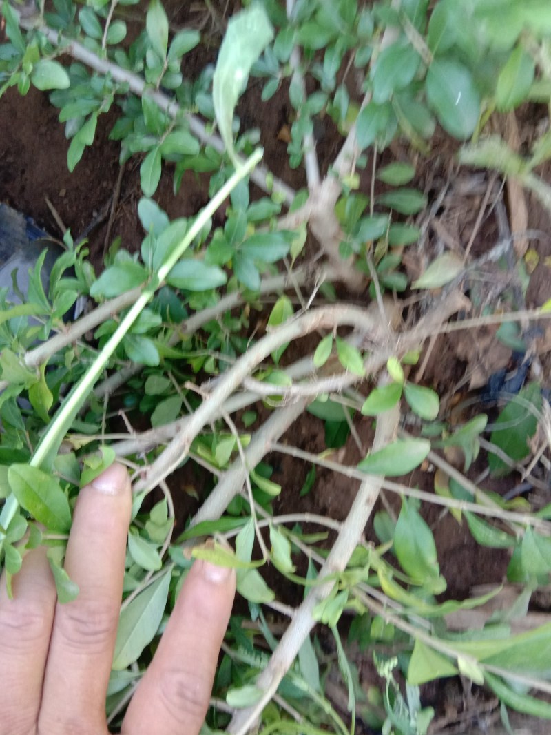 水腊小苗800起步，/1米