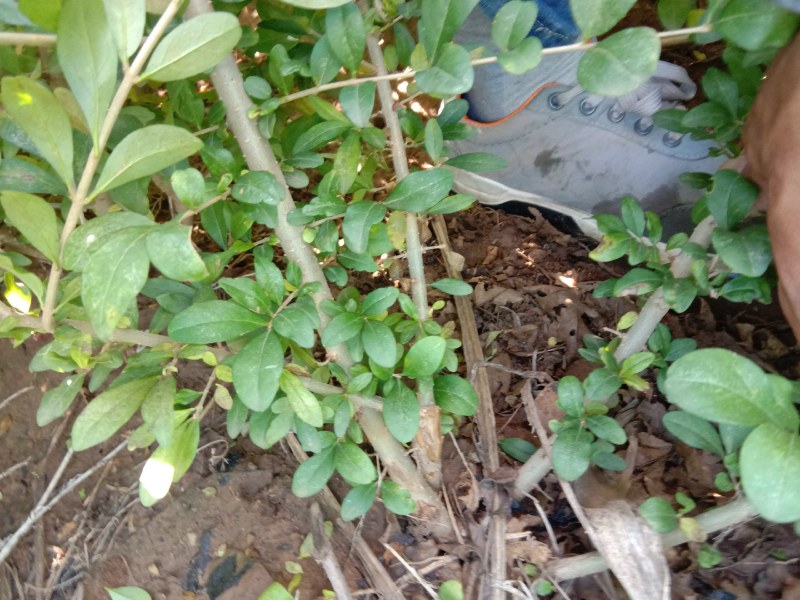 水腊小苗800起步，/1米