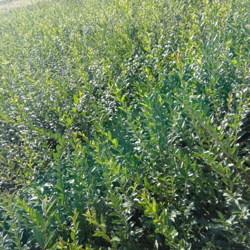 水腊小苗800起步，/1米