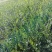 水腊小苗800起步，/1米