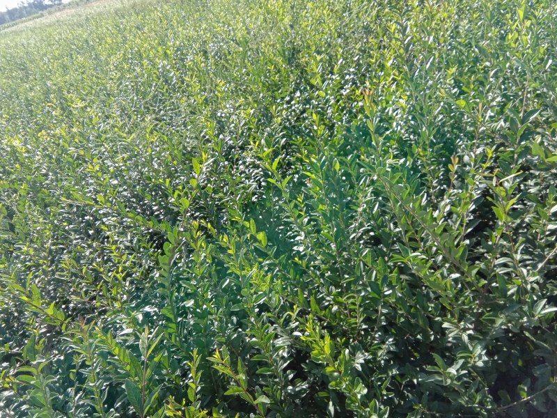 水腊小苗800起步，/1米