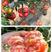 普罗旺斯西红柿苗种籽水果粉果秧苗老品种番茄种子生吃