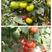 普罗旺斯西红柿苗种籽水果粉果秧苗老品种番茄种子生吃