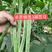 丰农绿龙三扁芸豆种子高产条直颜色绿结荚多商品性好