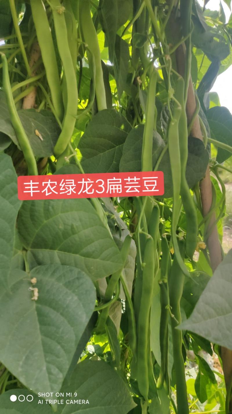 丰农绿龙三扁芸豆种子高产条直颜色绿结荚多商品性好
