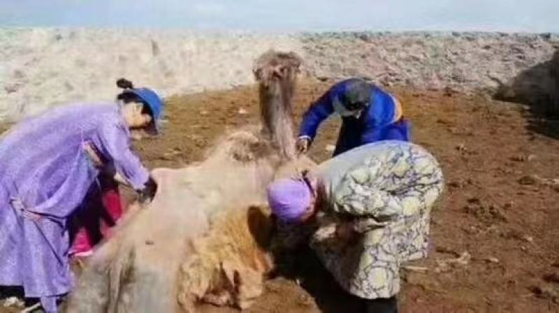 厂家批发江湖地摊驼绒鞋垫加厚保暖艾草鞋垫
