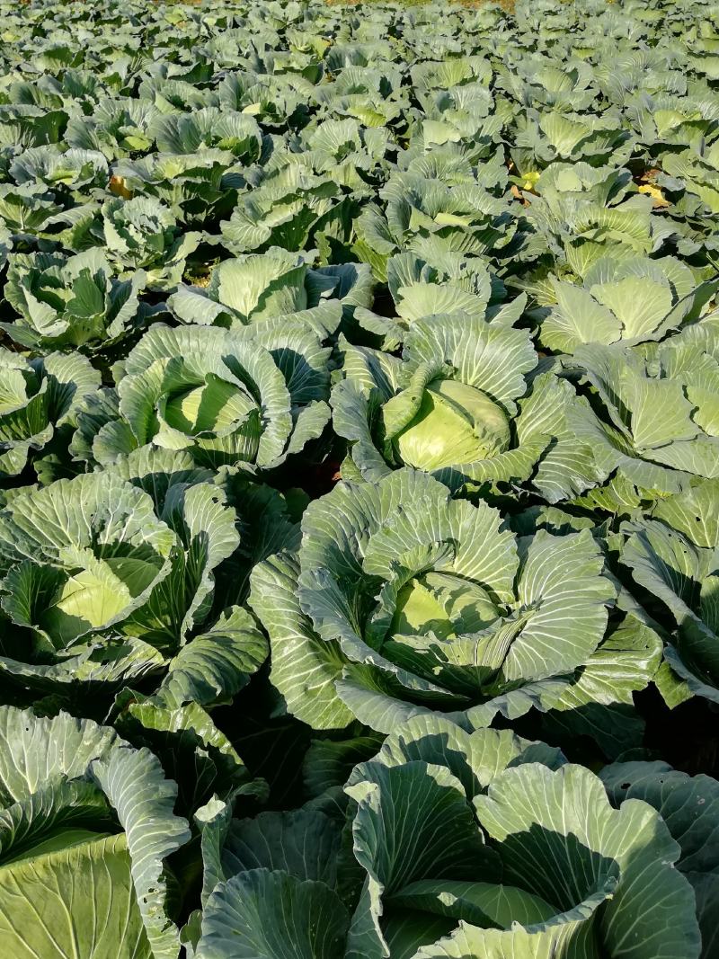 农家肥地里种包菜，大量批发。
