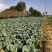 农家肥地里种包菜，大量批发。