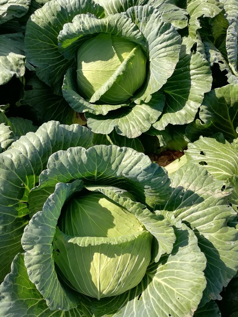 农家肥地里种包菜，大量批发。
