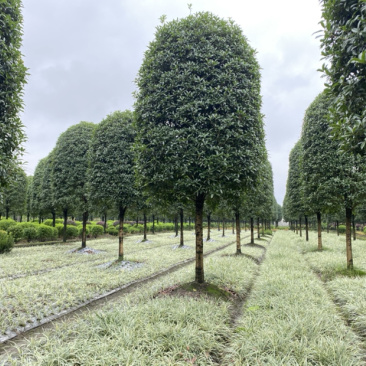 高杆桂花，金桂1.8米分枝，高分枝15公分桂花树