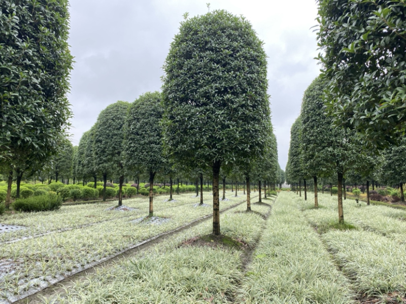 高杆桂花，金桂1.8米分枝，高分枝15公分桂花树