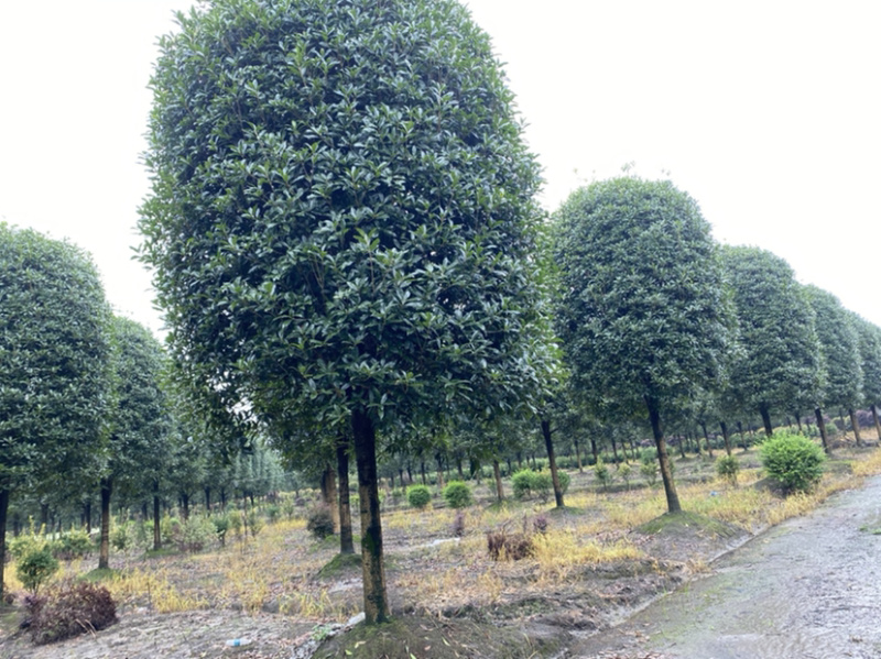 高杆桂花，金桂1.8米分枝，高分枝15公分桂花树