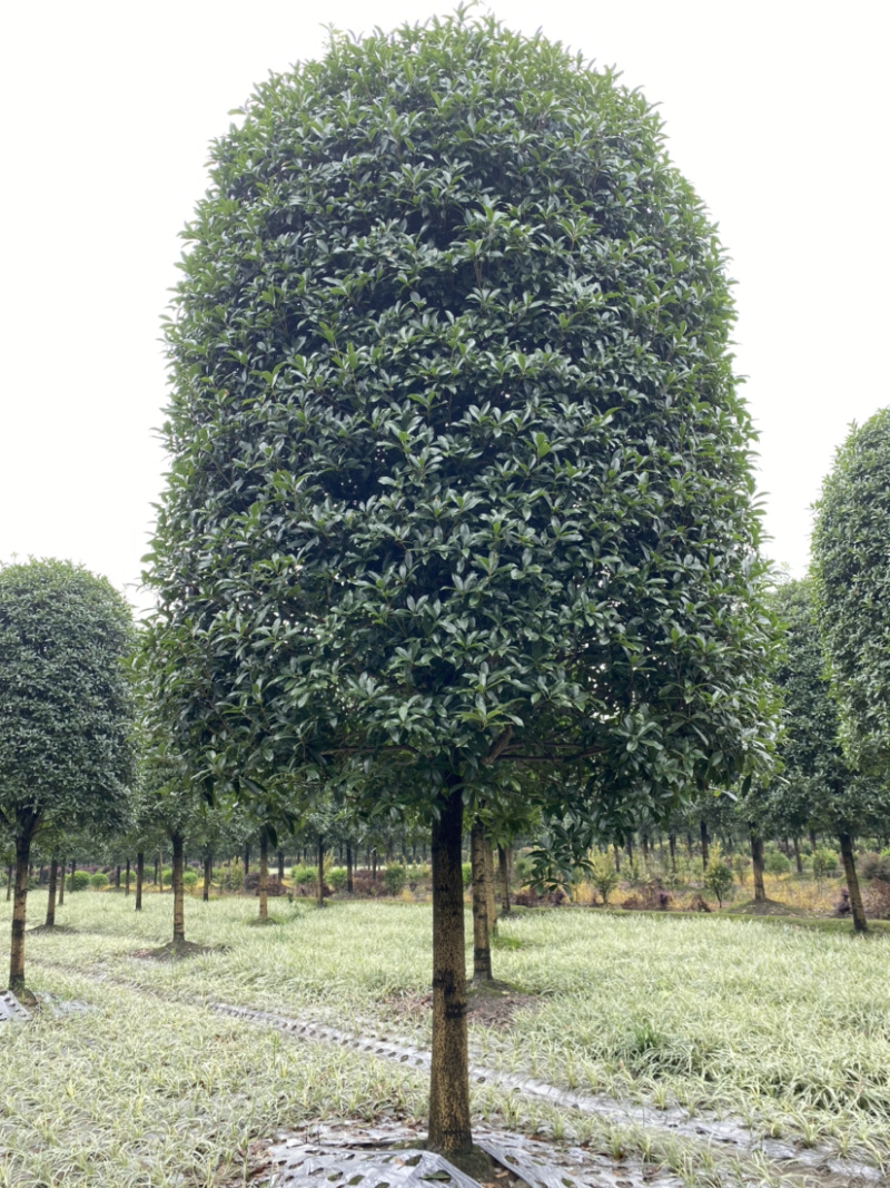 高杆桂花，金桂1.8米分枝，高分枝15公分桂花树