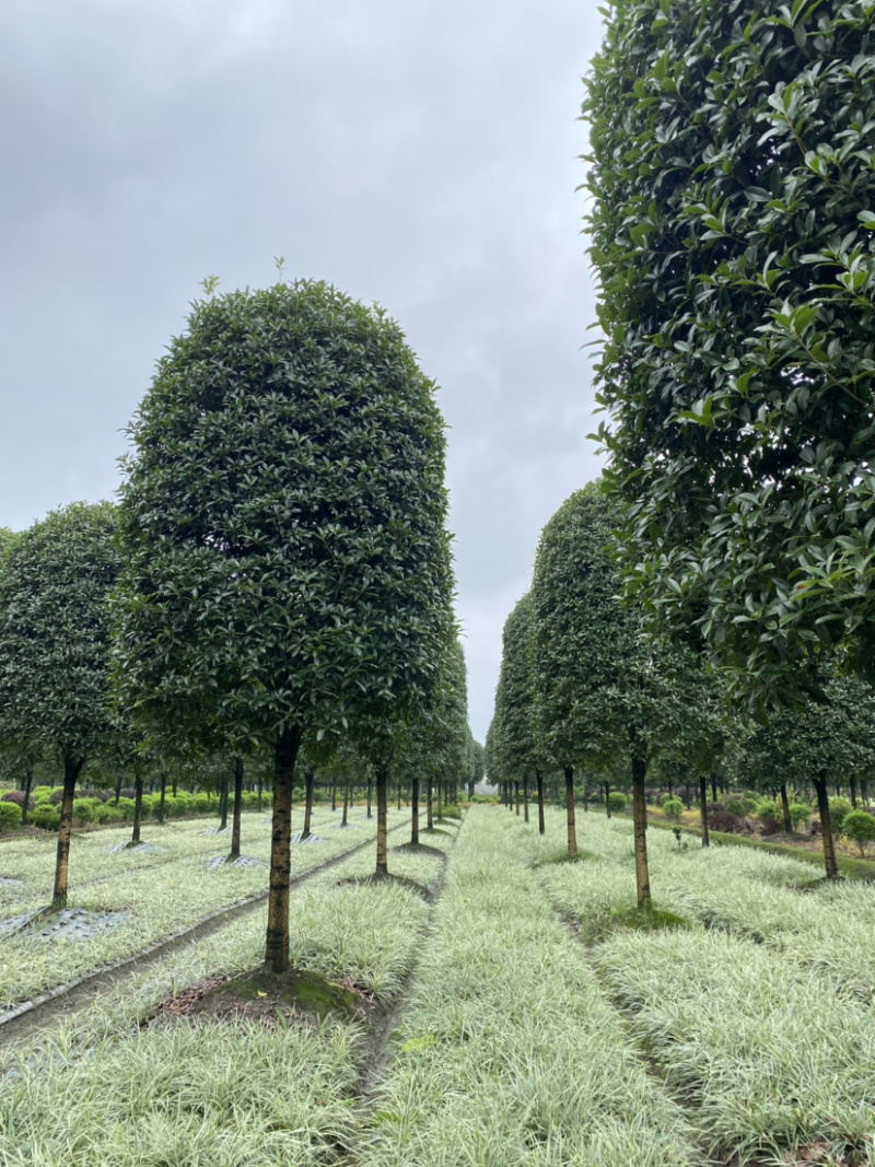 高杆桂花，金桂1.8米分枝，高分枝15公分桂花树