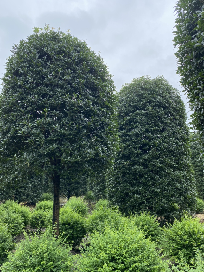 高杆桂花，金桂1.8米分枝，高分枝15公分桂花树
